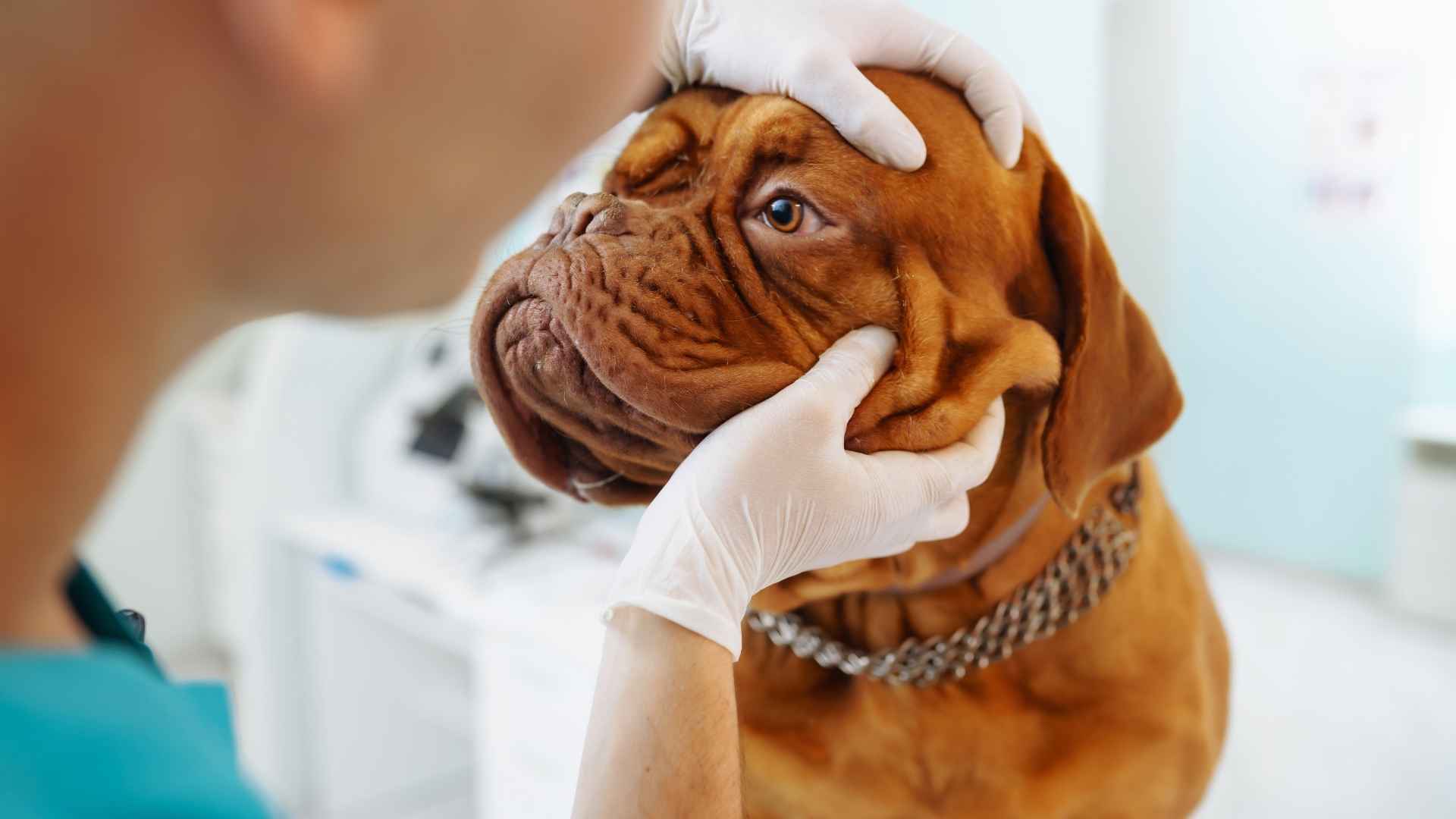 diagnostico cancer de piel en perros
